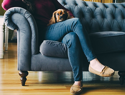 couch-dog_loafer